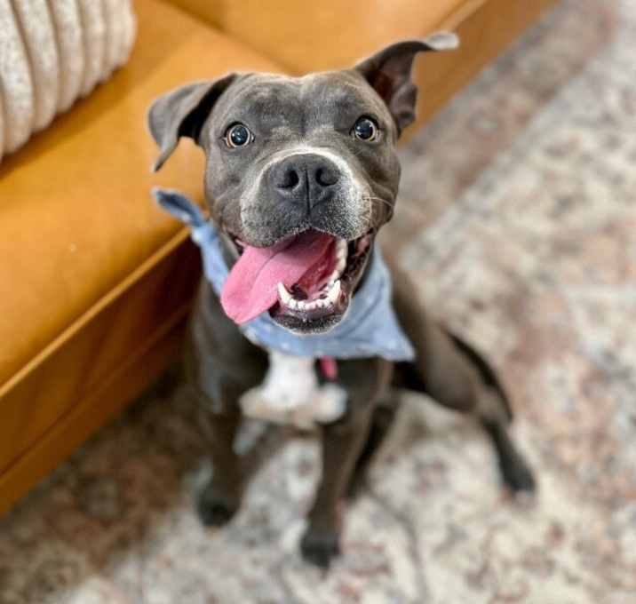 Photo of Toodee Too Cute