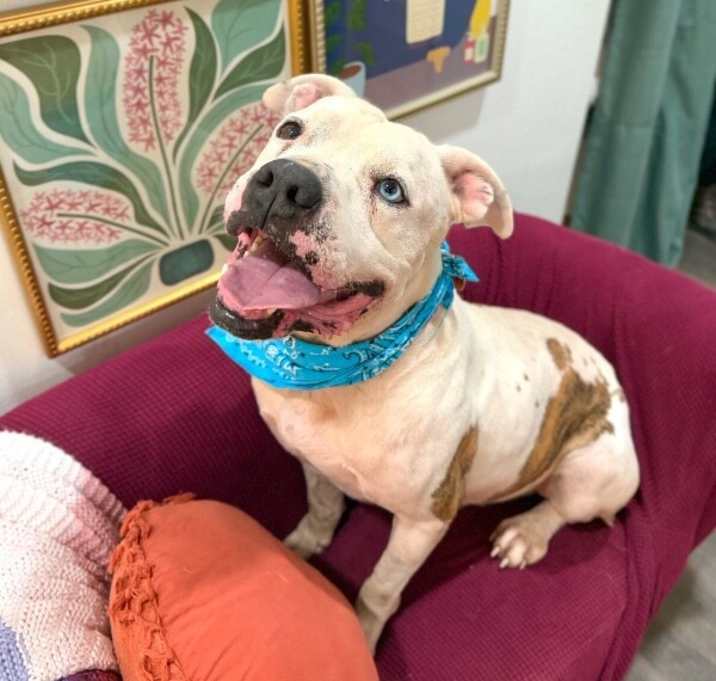 Photo of Alfred King of Sploots