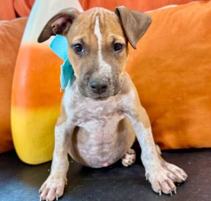 Photo of Bam Bam Flintstone