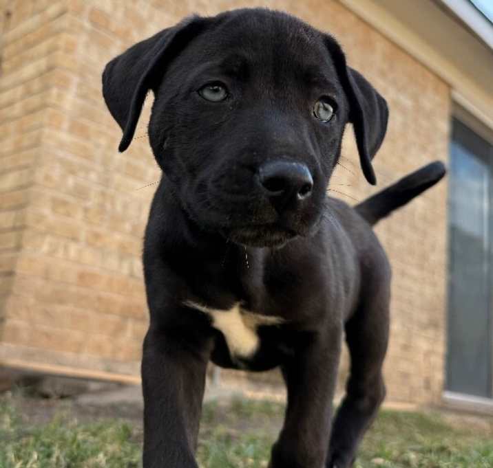 Photo of Bernini ARTIST