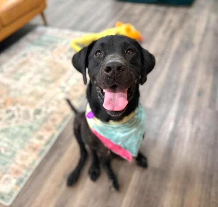 Photo of Hank the Heart Stealer