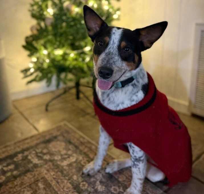 Photo of Chase Mississippi