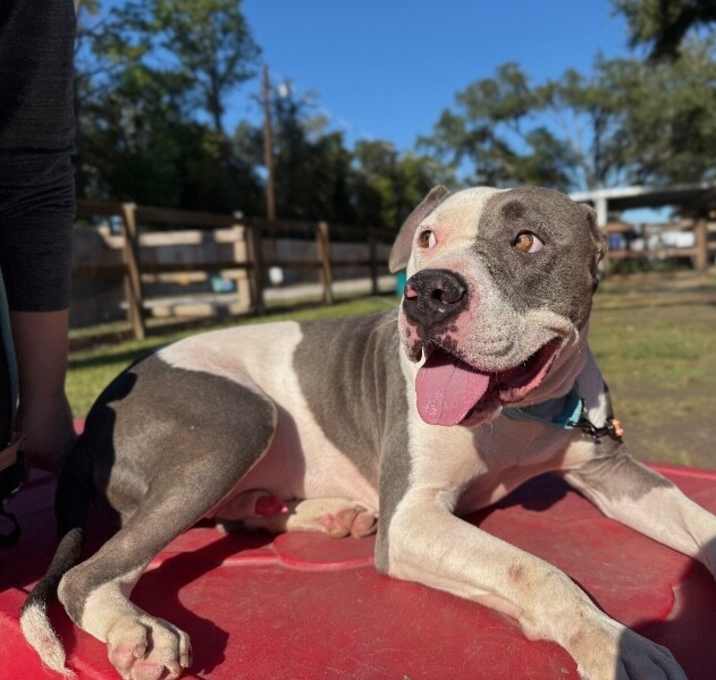 Photo of Levi the Big Softie