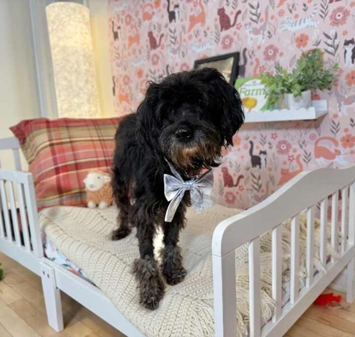 Photo of Rollo Sweet Eyes