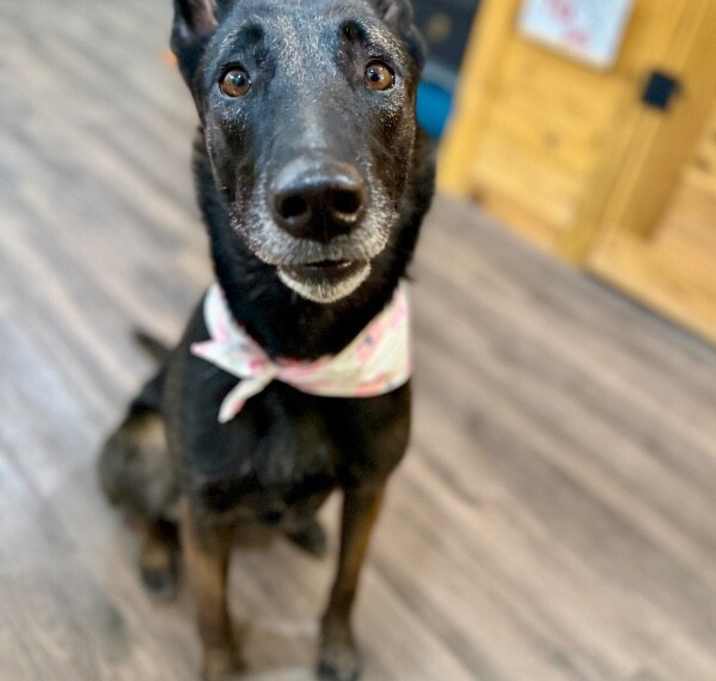 Photo of Wendy the Wonderful