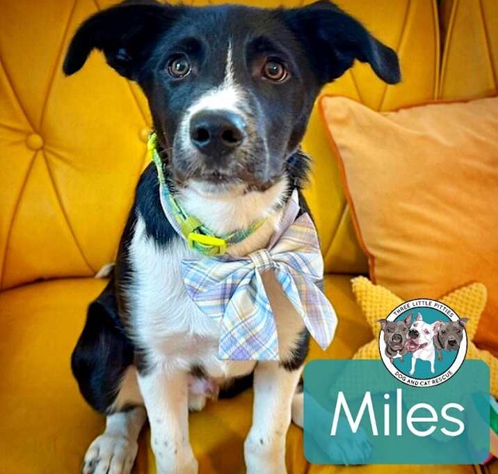 Photo of Miles the Cutie