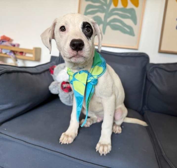 Photo of Felix Adorable