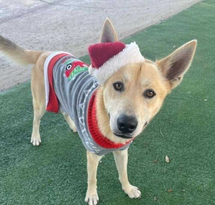 Photo of Waffles the Sunlit Sweetheart