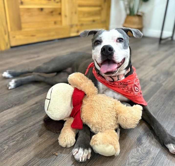 Photo of Daisy Adventure Pal