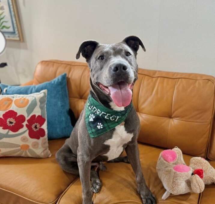 Photo of Rex Loves Toys