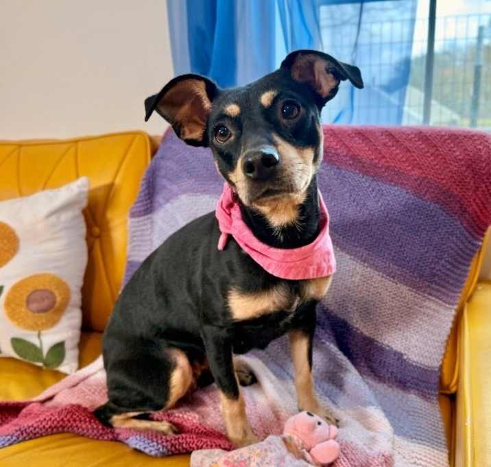 Photo of Lilly Potato