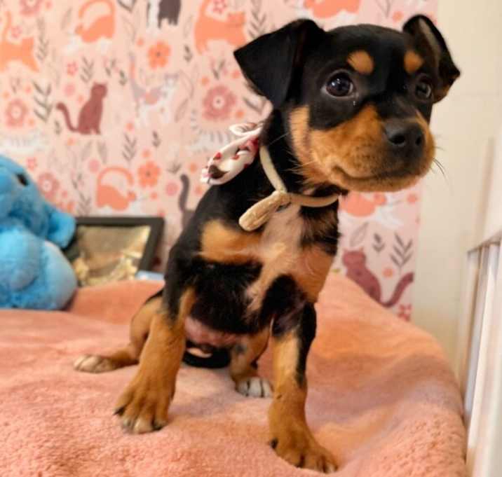 Photo of Jewel Potato