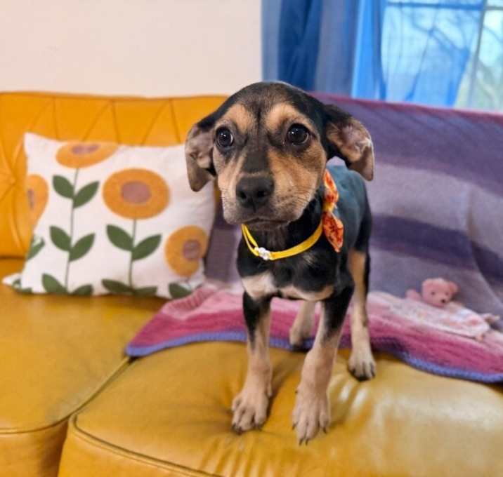 Photo of Sweetie Potato