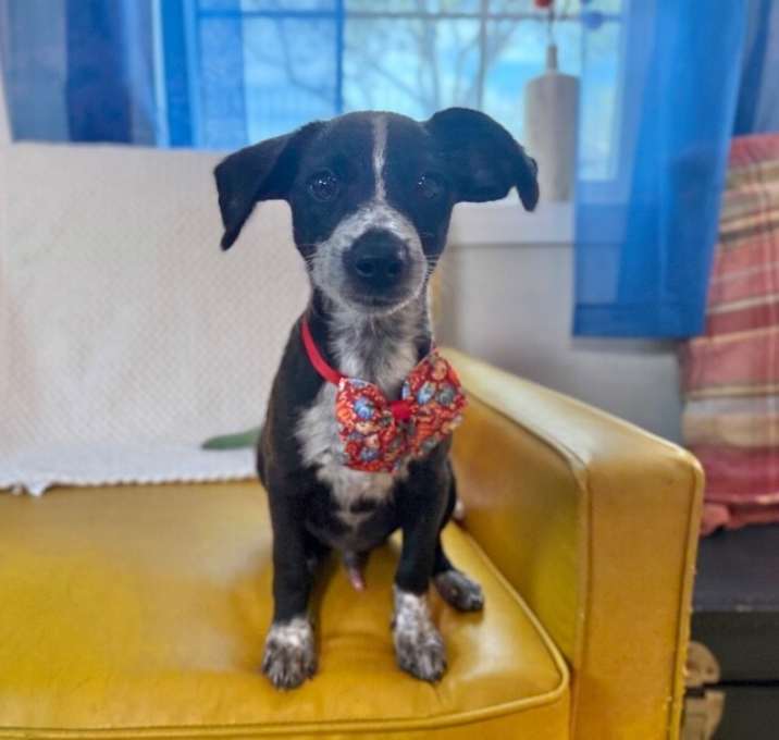 Photo of Mac Thanksgiving