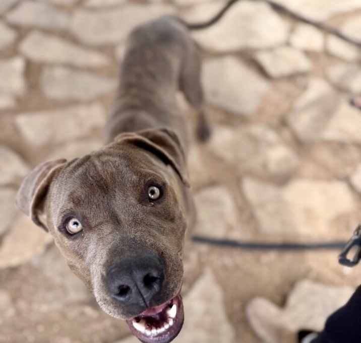 Photo of Danny Zuko heartthrob lover boy