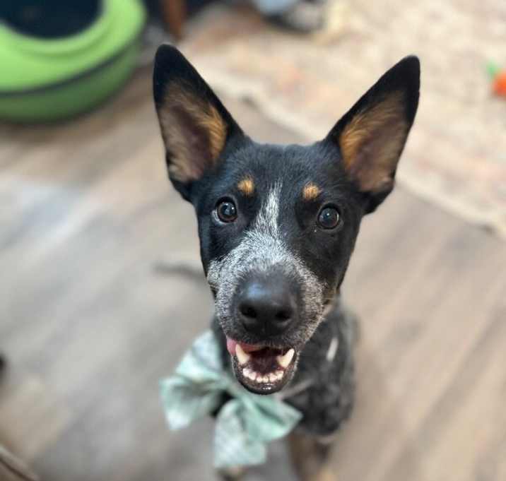 Photo of Rusty the playtime peanut