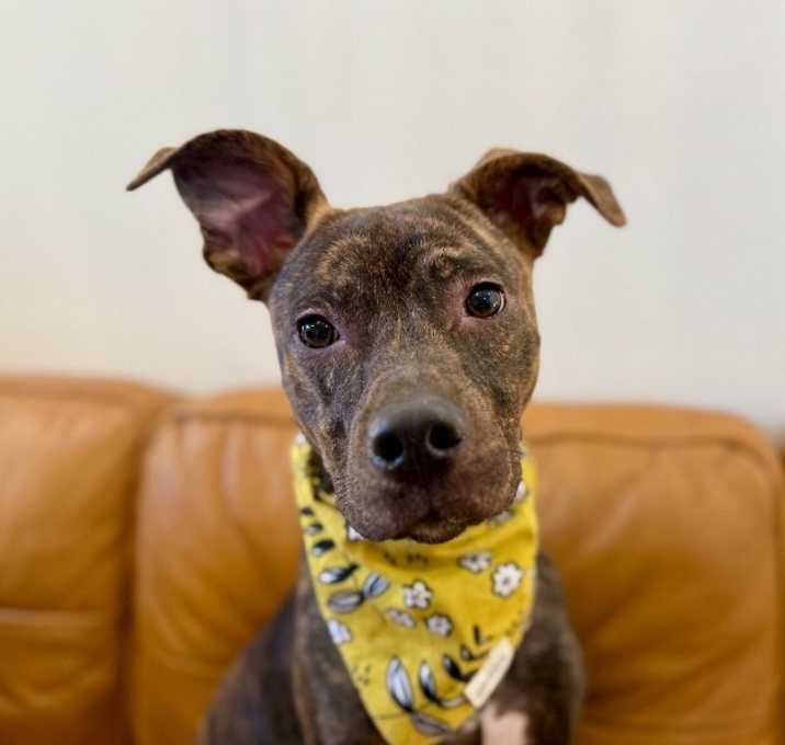 Photo of Daisy Daydream Bestie