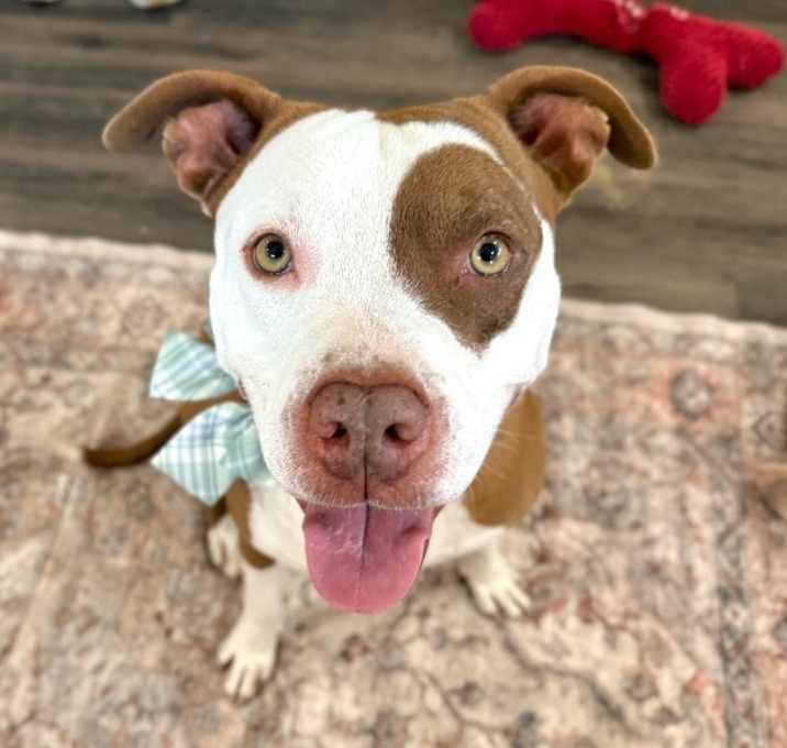 Photo of Bo Beautiful Boy