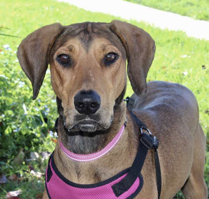 Photo of Molly - PeRFeCtiON!