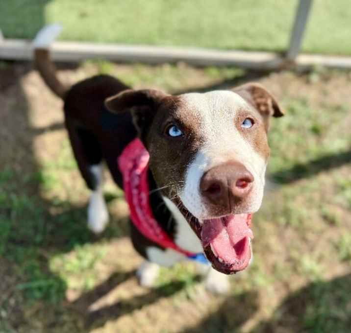 Photo of Toby Tomas Trail Ready Gentleman