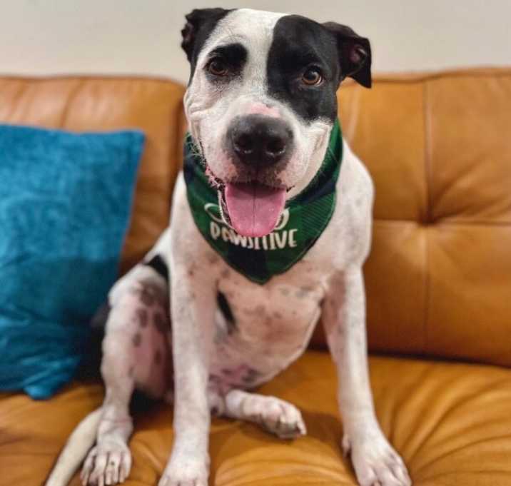 Photo of Panda the perfect doggy pal