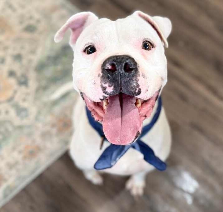 Photo of Chance Smiling Beefcake Award Winner