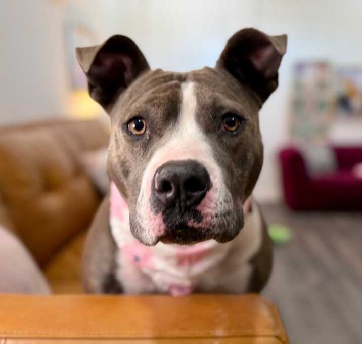 Photo of Holly Hops Too Cute To Handle