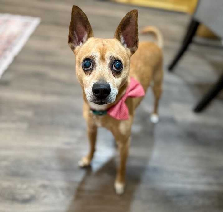 Photo of Gizmo Do Your Dance