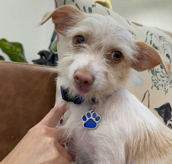 Photo of Huckleberry Frolicking Bunnykins