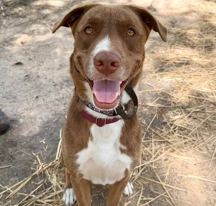 Photo of Silly Samson Splashes in the Day and cuddles at night!