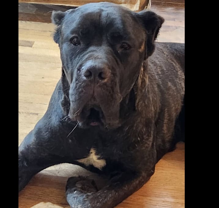 Photo of Lainey 21909