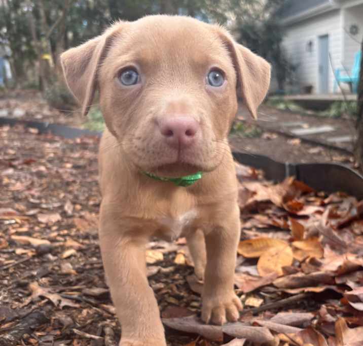 Photo of Holly Noelle Pup