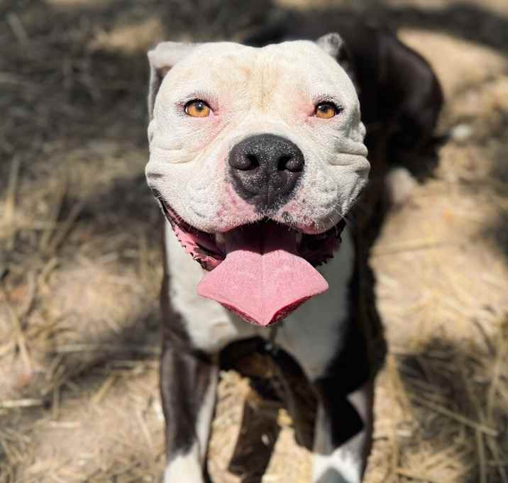 Photo of Kongo King of the Boops