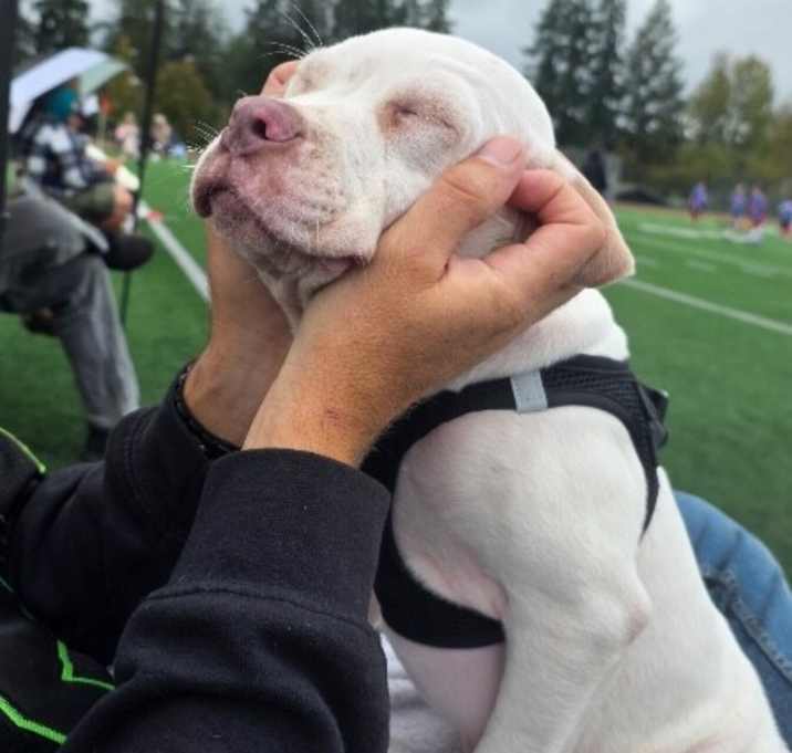 Photo of Beethoven Clu Tiny and Sweet