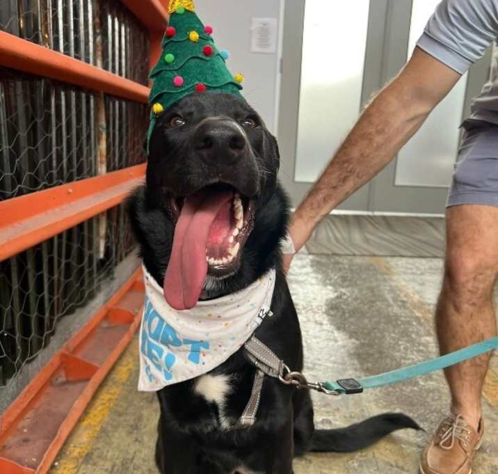 Photo of Pantera Hebert