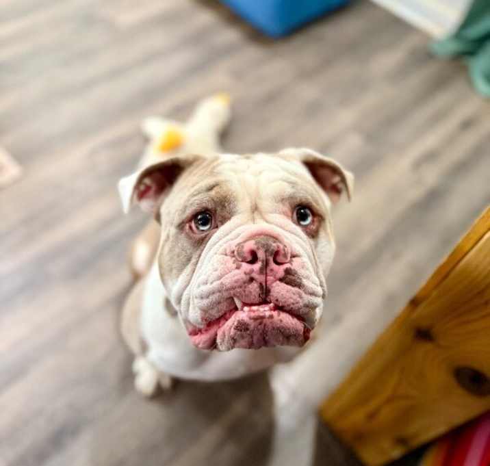 Photo of West Lee Wreck it and Love it