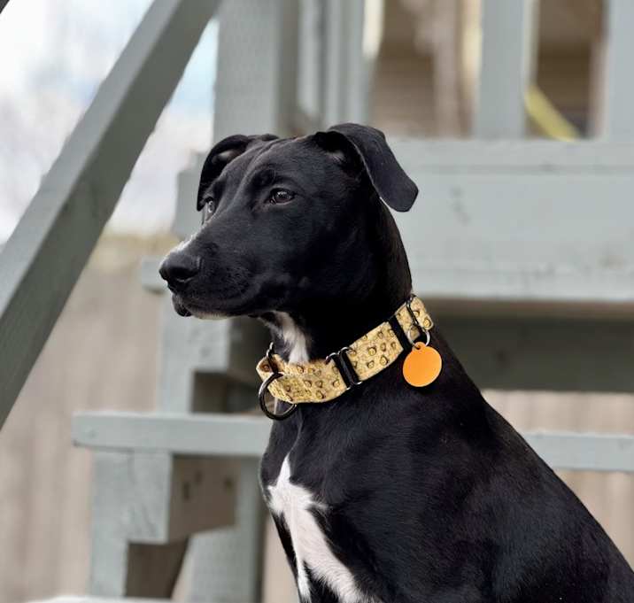 Photo of Jet Travel the Sweet and Easy Pup