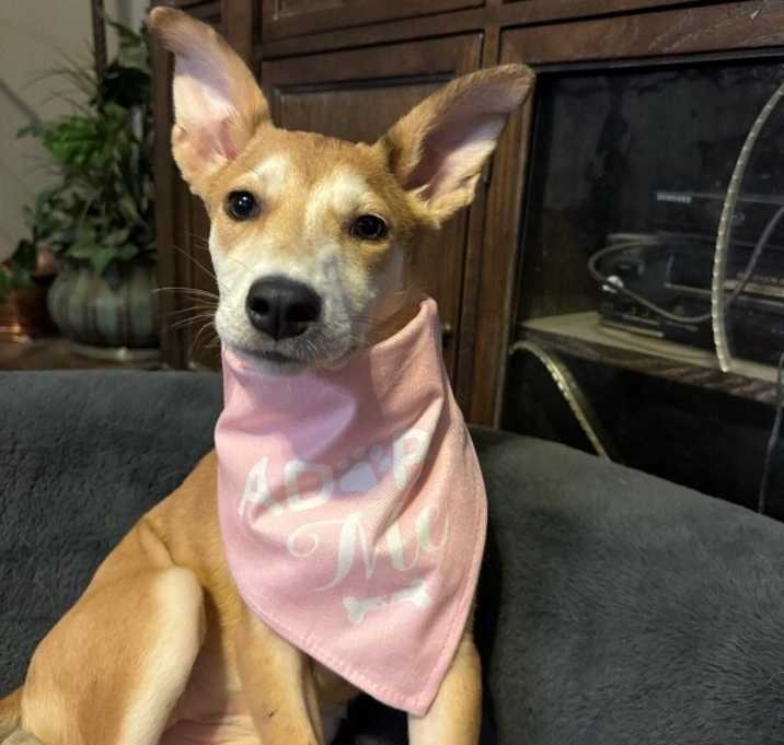 Photo of Evercrisp Apple