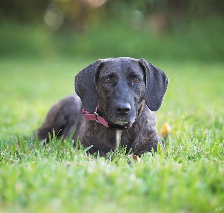 Photo of Shana Grace the Brindle Beauty