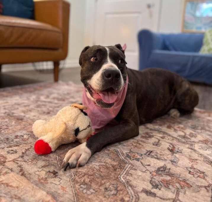 Photo of Mabel Loves Stuffies