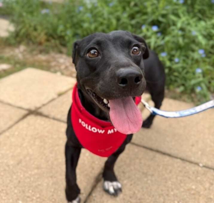 Photo of Winnie the Wiener Dog