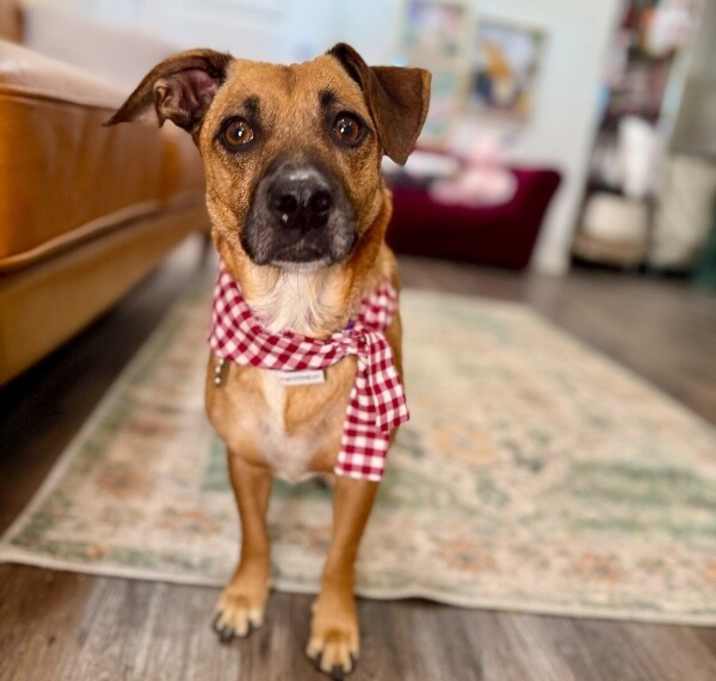 Photo of Mini Miska Cuddle Bug Marshmallow Love