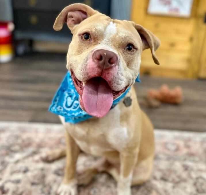 Photo of Charlie the Sunshine Sidekick