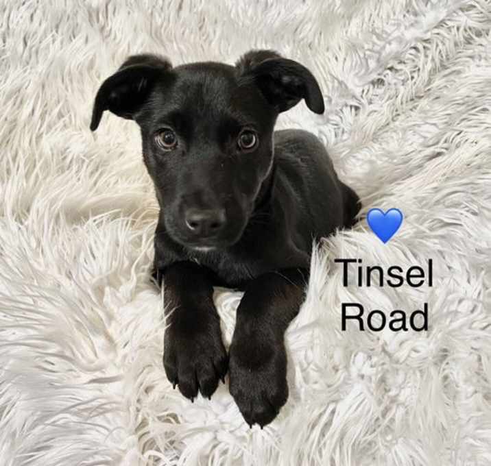 Photo of Tinsel Road