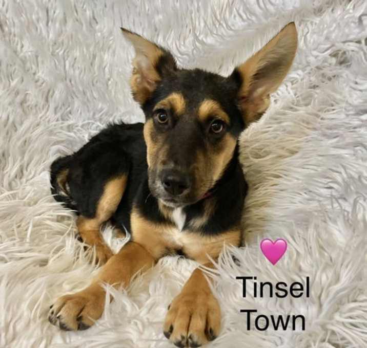 Photo of Tinsel Town
