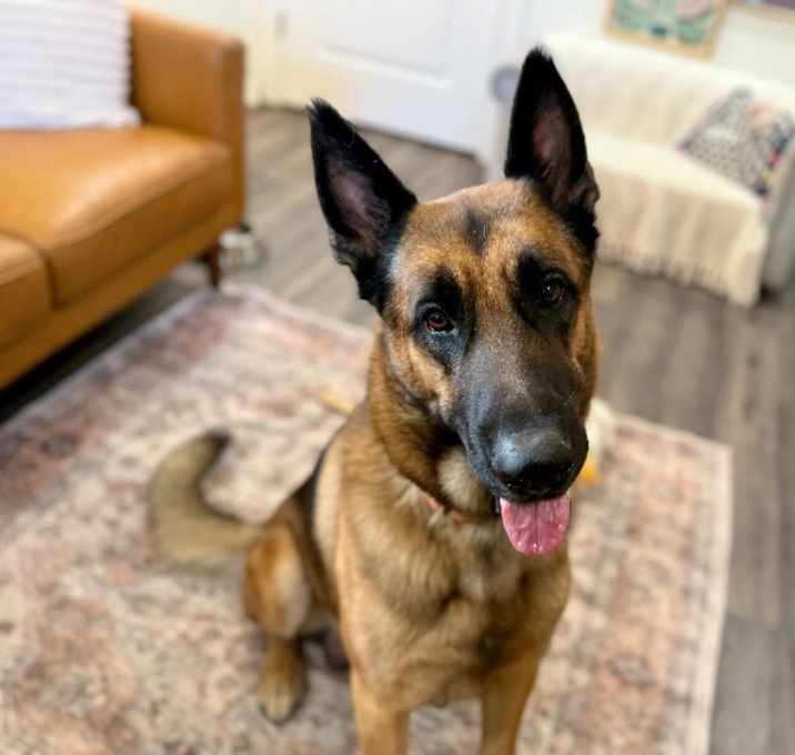 Photo of Troy Tender Hearted Giant