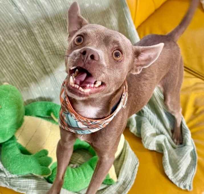 Photo of Rufus Toofus