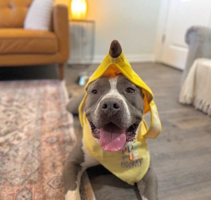 Photo of Meatball Most Gentle Boy