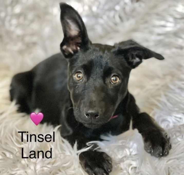 Photo of Tinsel Land