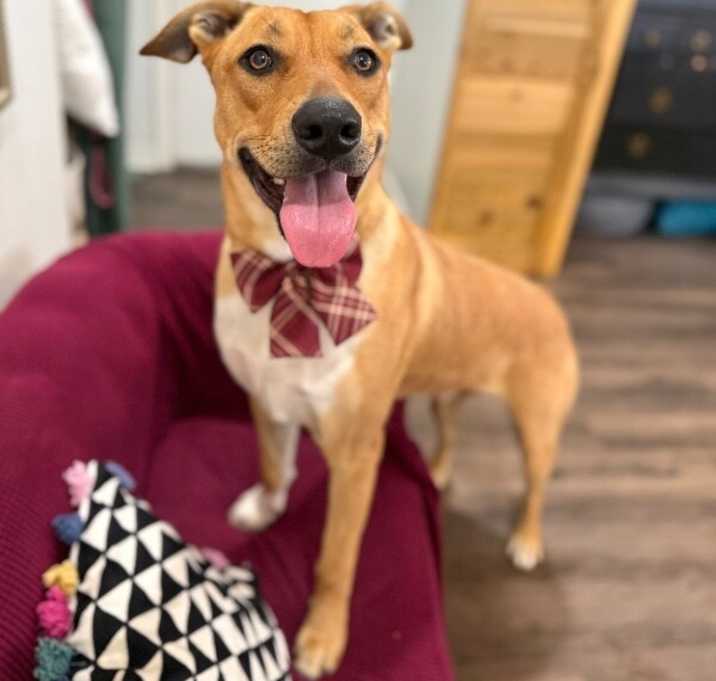 Photo of Ryder Your Adventure Buddy